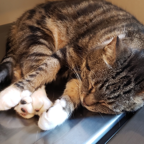 Meet your Posher, Jordan - Picture 3 of 8